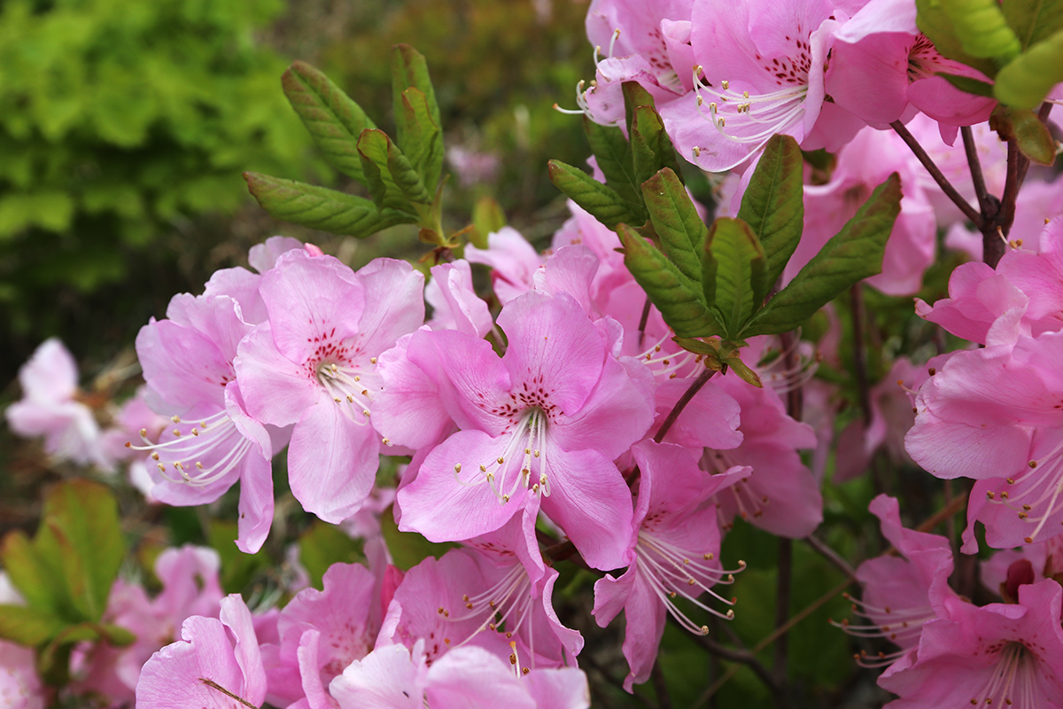 Image of Rhododendron schlippenbachii specimen.