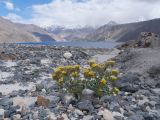 Arnebia tibetana