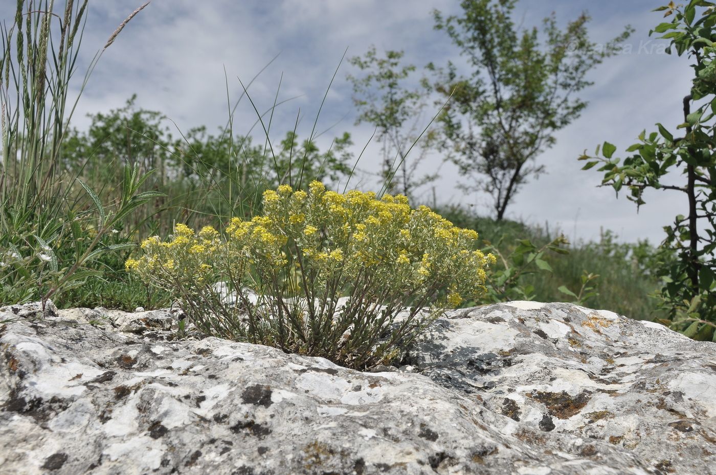 Image of Odontarrhena obtusifolia specimen.