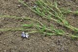 Veronica multifida