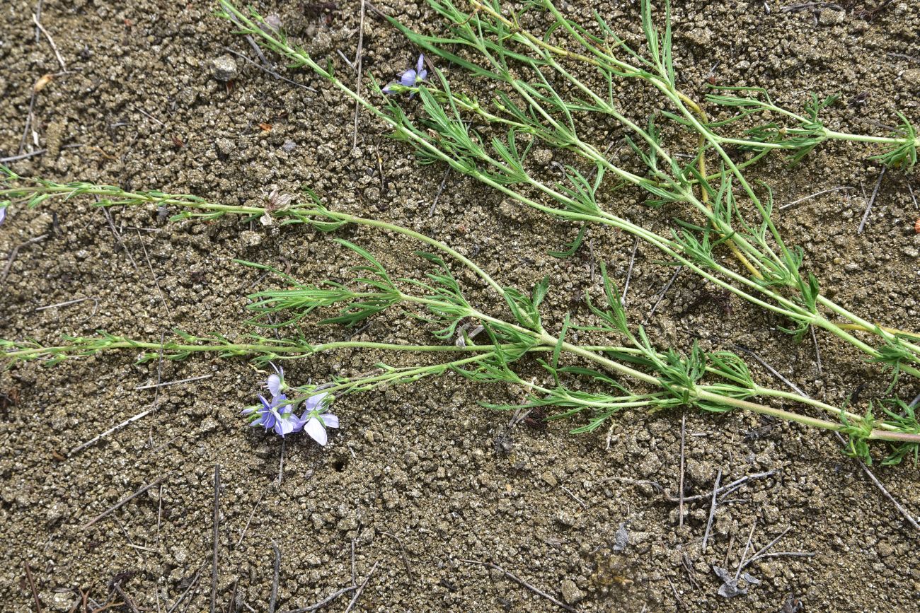 Image of Veronica multifida specimen.