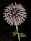 genus Echinops. Верхушка побега с соцветием. Санкт-Петербург, парк Ботанического сада БИН РАН, в культуре. 09.08.2026.