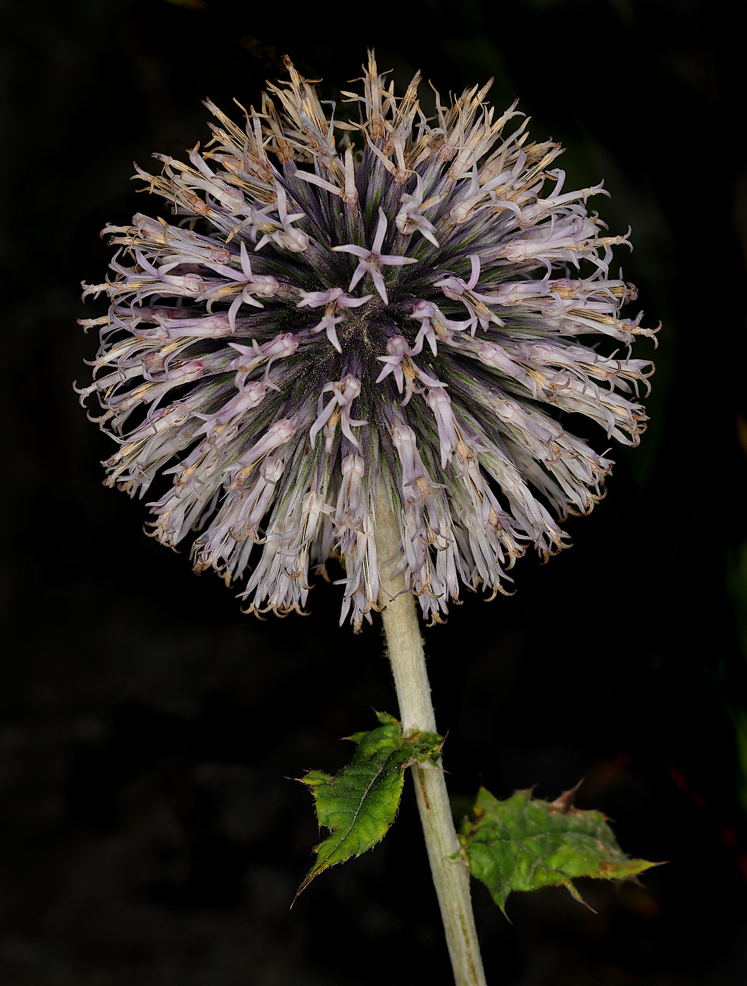 Image of genus Echinops specimen.
