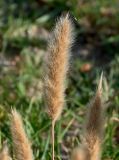 Polypogon monspeliensis. Соплодие. Португалия, г. Лиссабон, берег р. Тежу, песчаный участок пляжа. 16.06.2026.