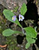 Mazus caducifer