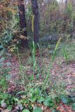 Setaria viridis. Плодоносящее (?) растение. Московская обл., окр. г. Электрогорск, ур. Белый Мох, опушка смешанного леса, обочина дороги. 27.09.2026.