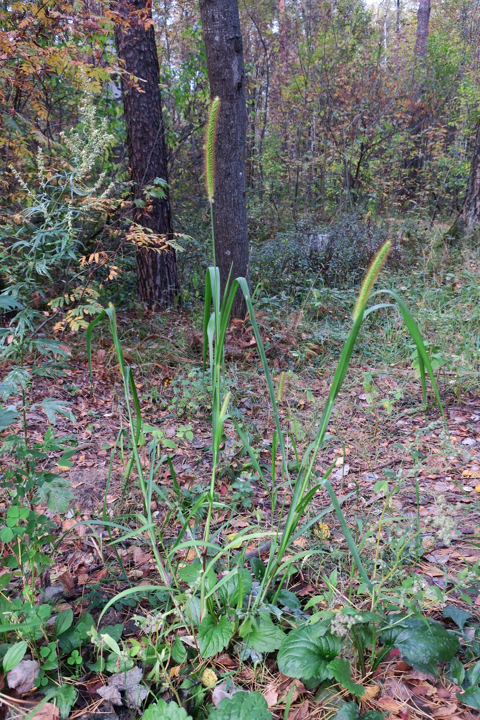 Image of Setaria viridis specimen.