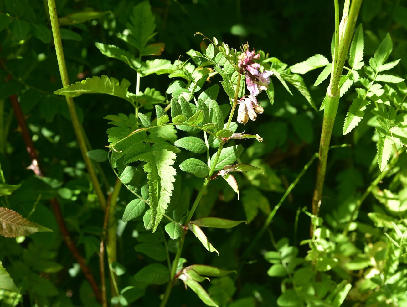 Изображение особи род Vicia.