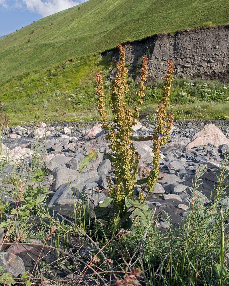 Image of genus Rumex specimen.