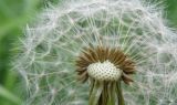 Taraxacum kjellmanii
