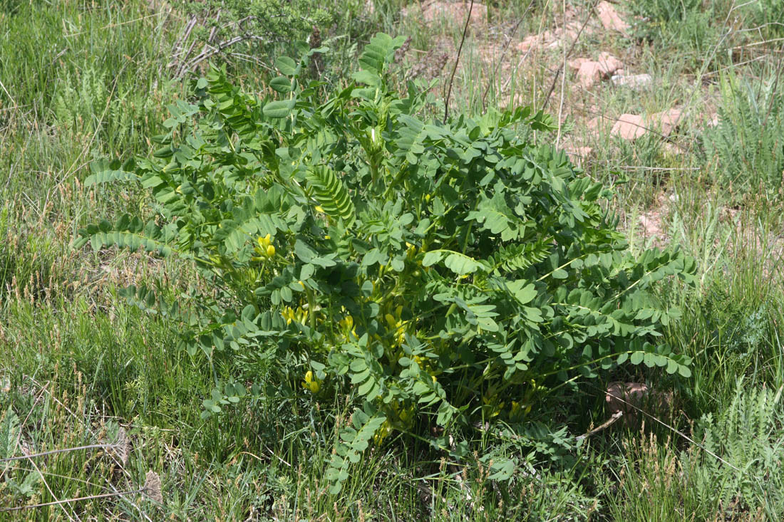 Изображение особи Astragalus tschimganicus.
