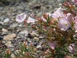 Convolvulus gortschakovii