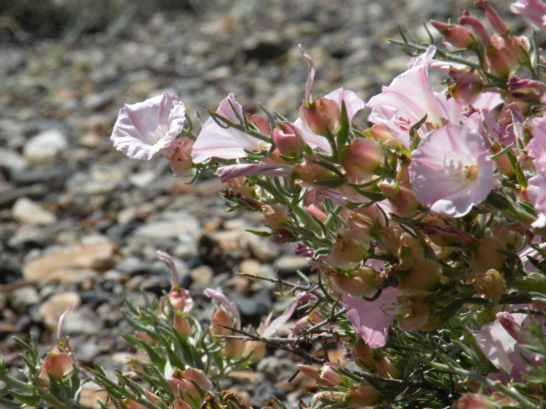 Изображение особи Convolvulus gortschakovii.