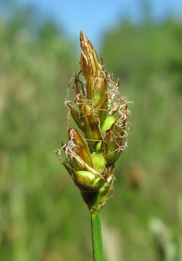 Image of Carex chordorrhiza specimen.