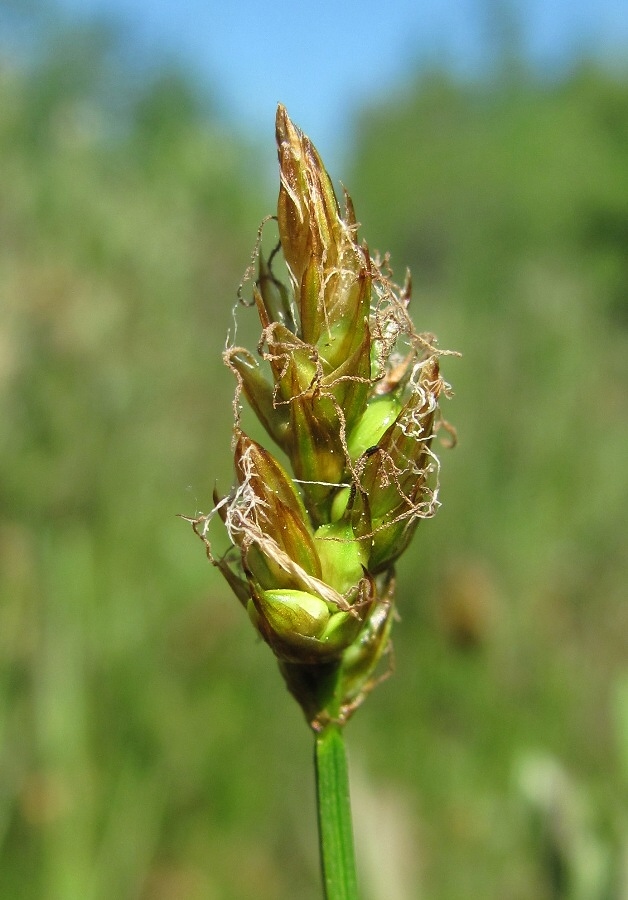 Изображение особи Carex chordorrhiza.