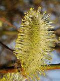 Salix phylicifolia. Мужское (тычиночные) соцветие. Окр. Санкт-Петербурга, Песочное. 3 мая 2004 г.