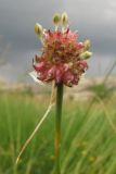 Allium vineale