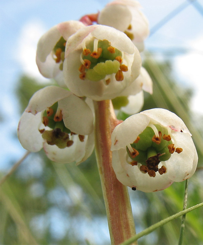 Image of Pyrola minor specimen.