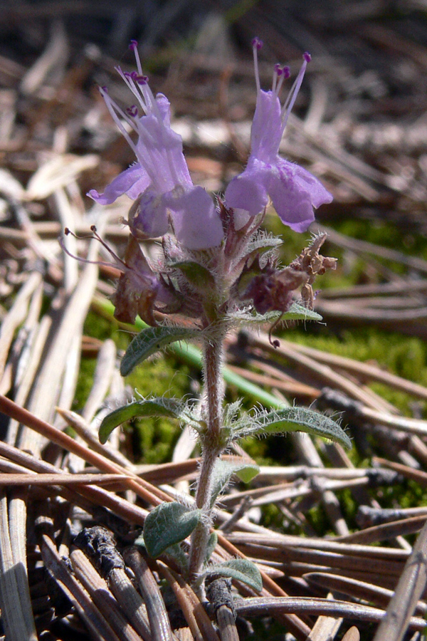 Image of Thymus hirticaulis specimen.