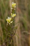 Melampyrum argyrocomum