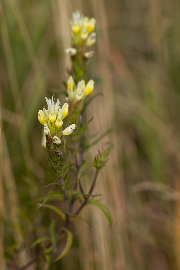 Image of Melampyrum argyrocomum specimen.