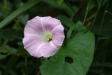 Calystegia spectabilis