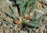 Astragalus syreitschikovii. Плодоносящее растение. Казахстан, хр. Каратау, окр. с. Таскомирсай. 01.05.2011.