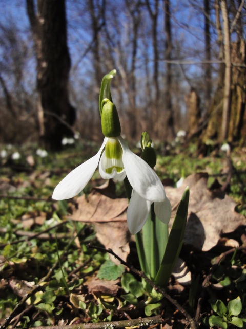 Изображение особи Galanthus graecus.