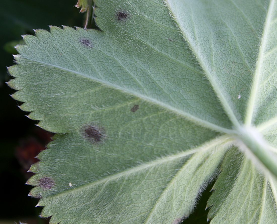 Изображение особи Alchemilla monticola.