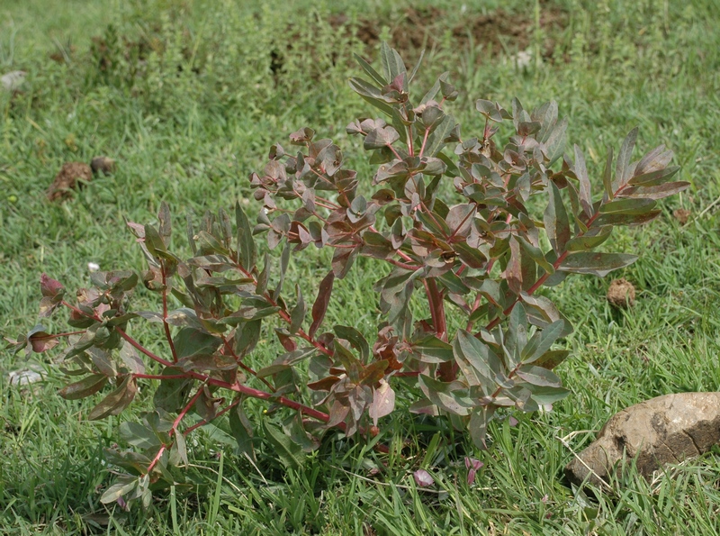 Image of Euphorbia ferganensis specimen.