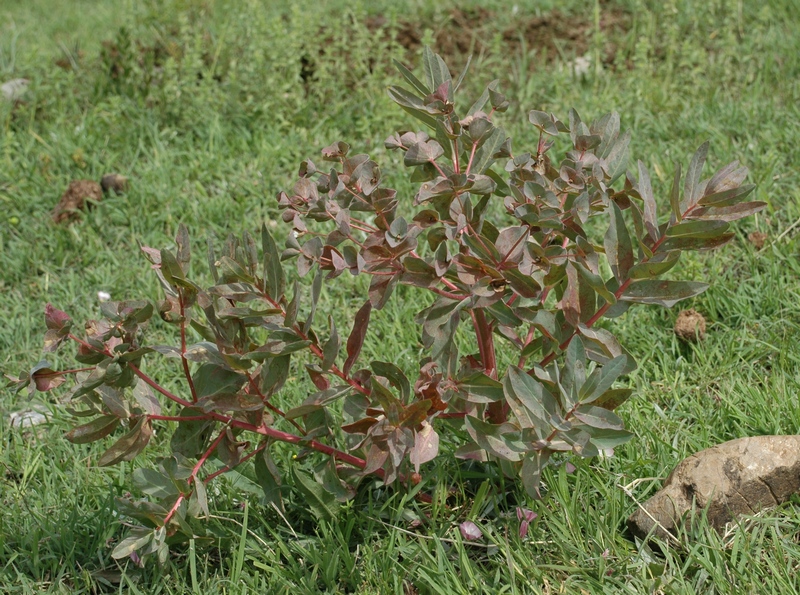 Изображение особи Euphorbia ferganensis.