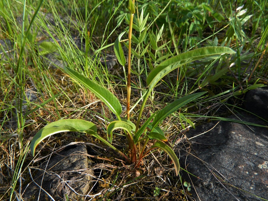 Image of genus Bistorta specimen.