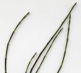 Equisetum variegatum. Верхушки побегов. Курская обл., Железногорский р-н, хвостохранилище МГОКа. 9 сентября 2008 г.