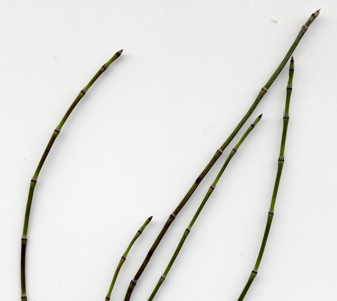 Изображение особи Equisetum variegatum.