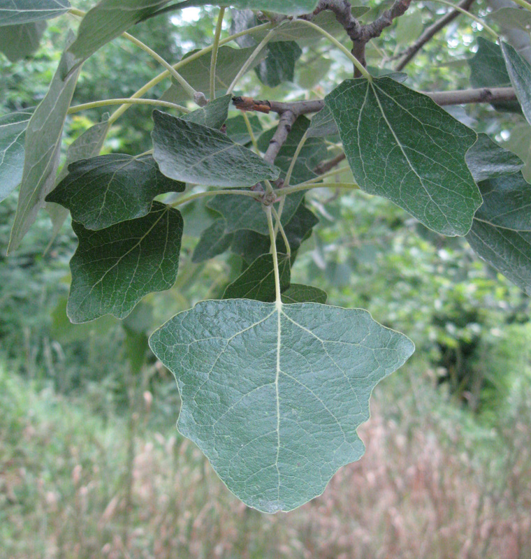 Изображение особи Populus × canescens.