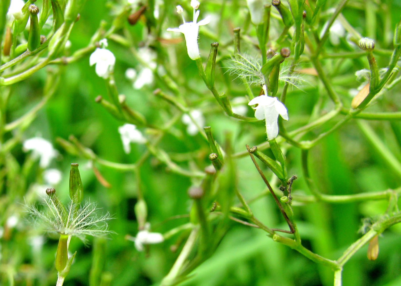 Изображение особи Valeriana officinalis.