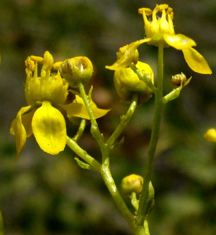 Image of Haplophyllum acutifolium specimen.