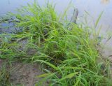 Leersia oryzoides
