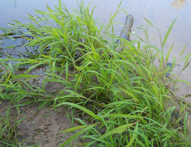 Image of Leersia oryzoides specimen.