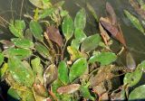 Potamogeton nodosus