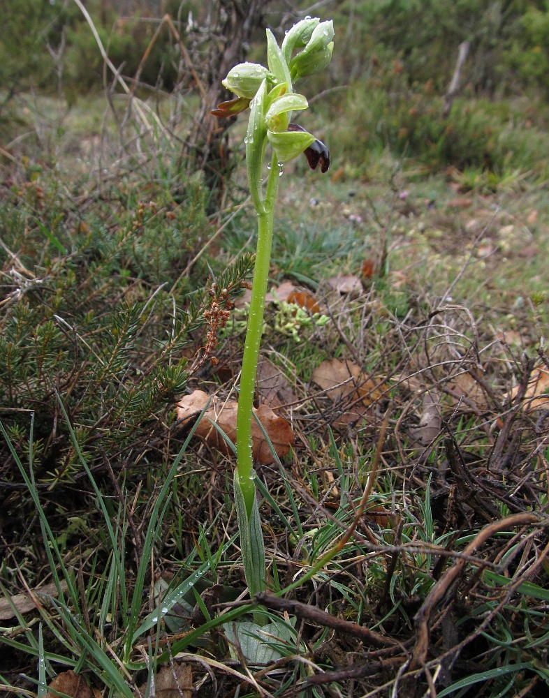 Image of Ophrys fusca specimen.