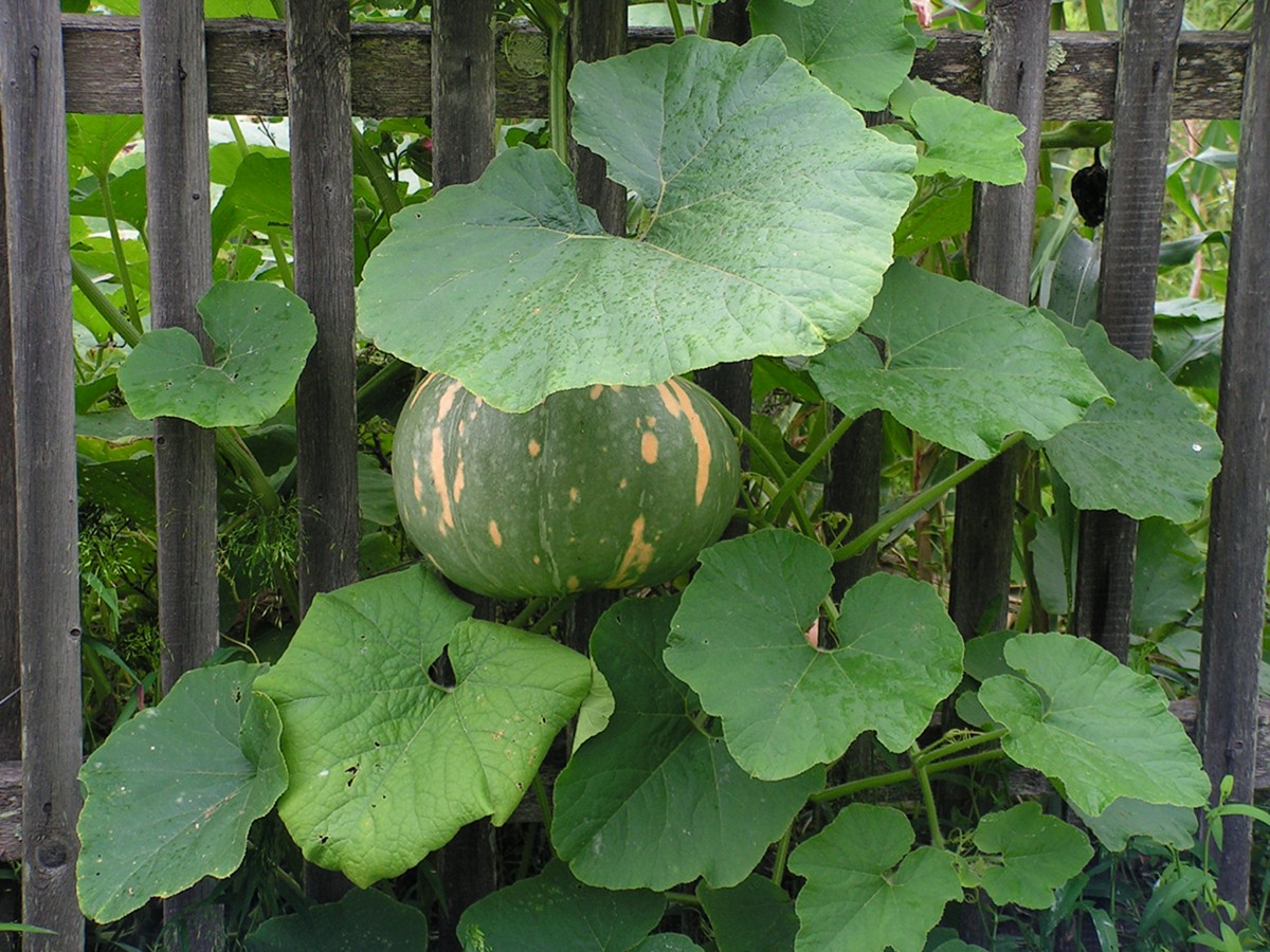 Изображение особи Cucurbita maxima.