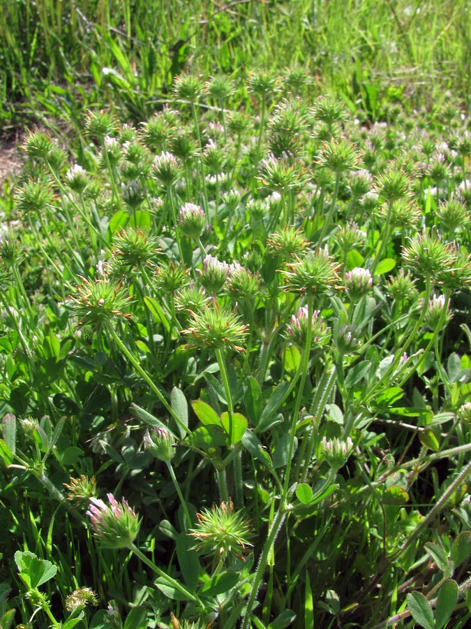 Изображение особи Trifolium leucanthum.