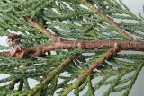 Chamaecyparis lawsoniana. Часть ветви с обратной стороны и шишечками прошлого года. Германия, г. Кемпен, в культуре. 13.05.2012.