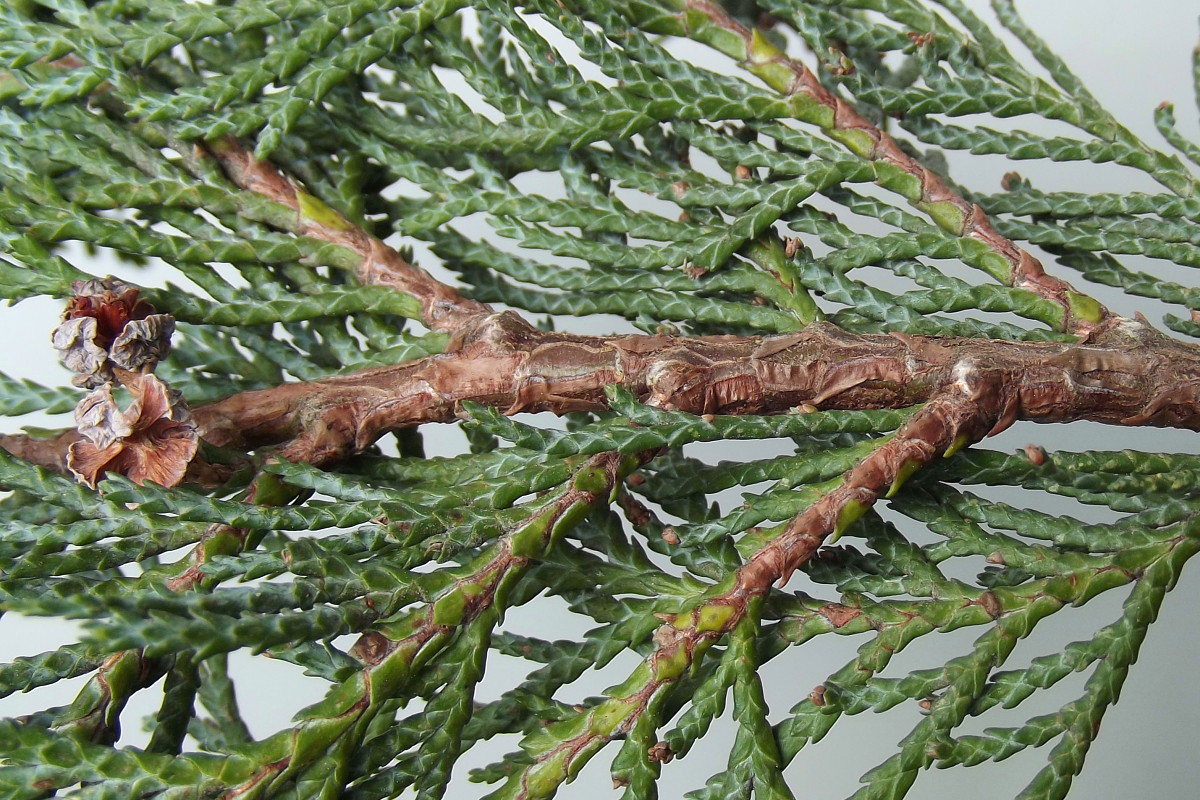 Image of Chamaecyparis lawsoniana specimen.
