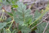 Erodium ciconium