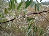 Elaeagnus angustifolia