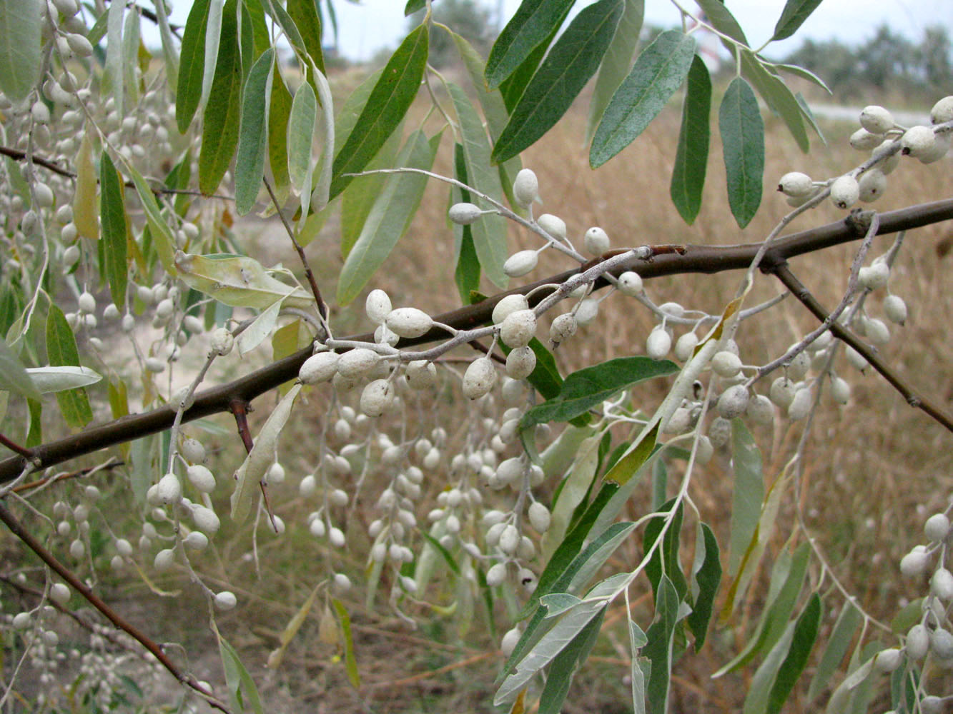 Image of Elaeagnus angustifolia specimen.