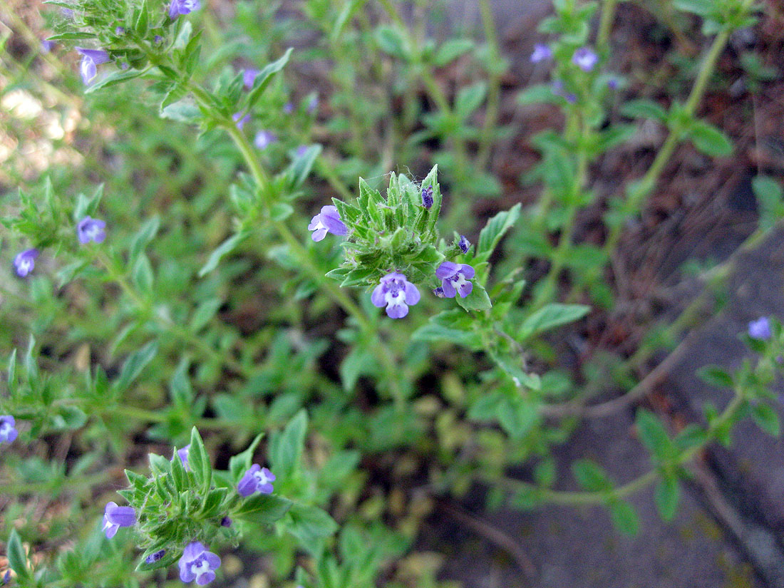 Image of Ziziphora acinos specimen.