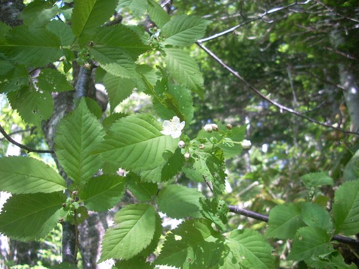 Изображение особи Cerasus sachalinensis.